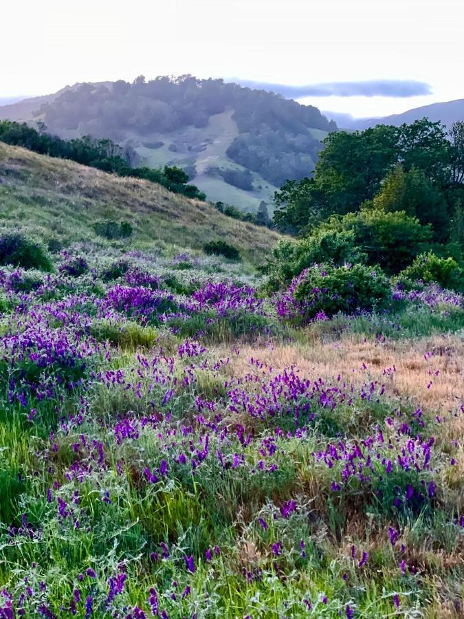 Luxury Suite With Views - San Rafael, Gateway To Sf & Wine Country Extérieur photo